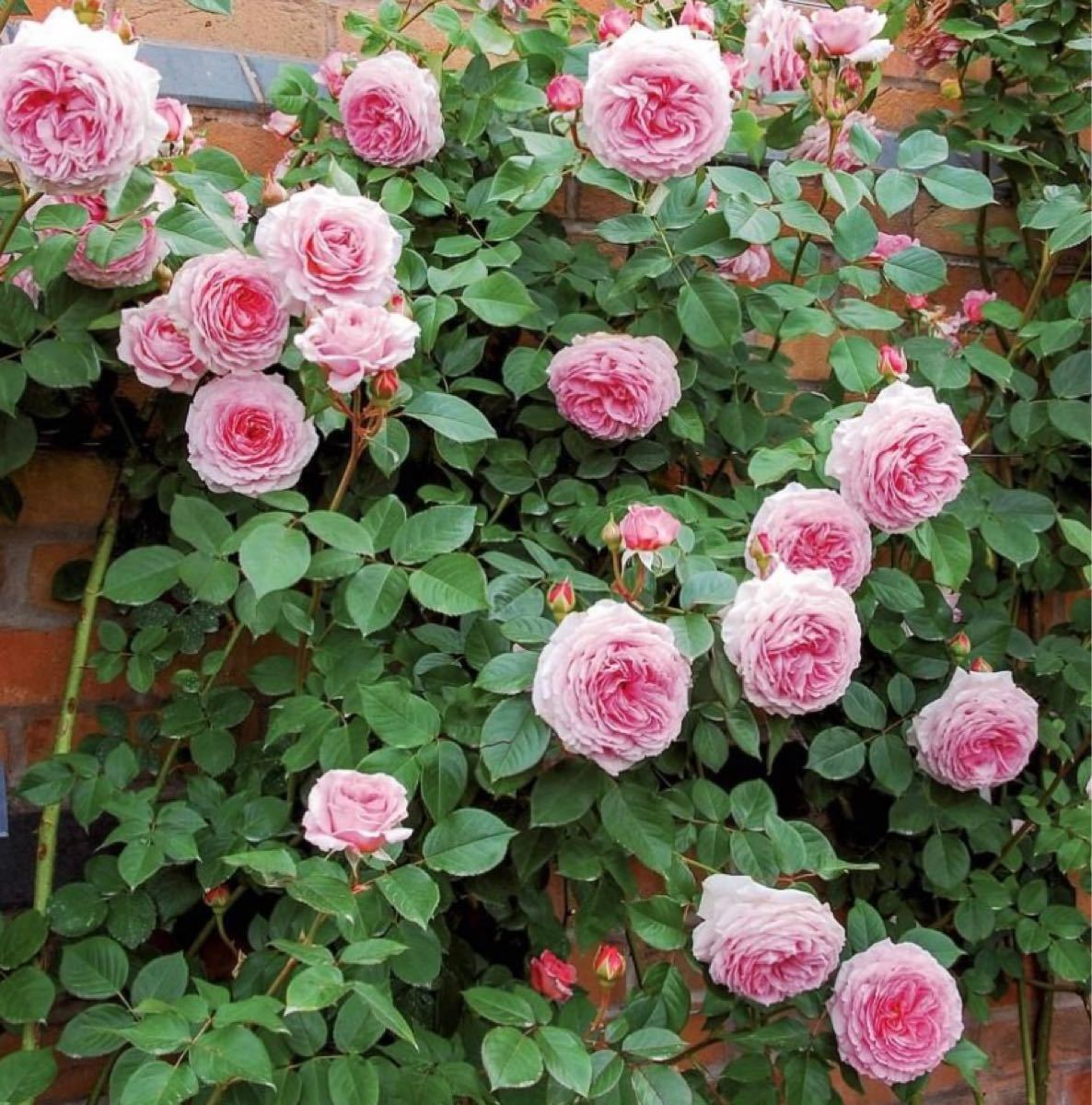 Paypayフリマ ジェームズギャルウェイ バラ苗 イングリッシュローズ バラ 薔薇 つるバラ Paypayフリマ ジェームズギャルウェイ バラ苗 イングリッシュローズ バラ 薔薇 つるバラ