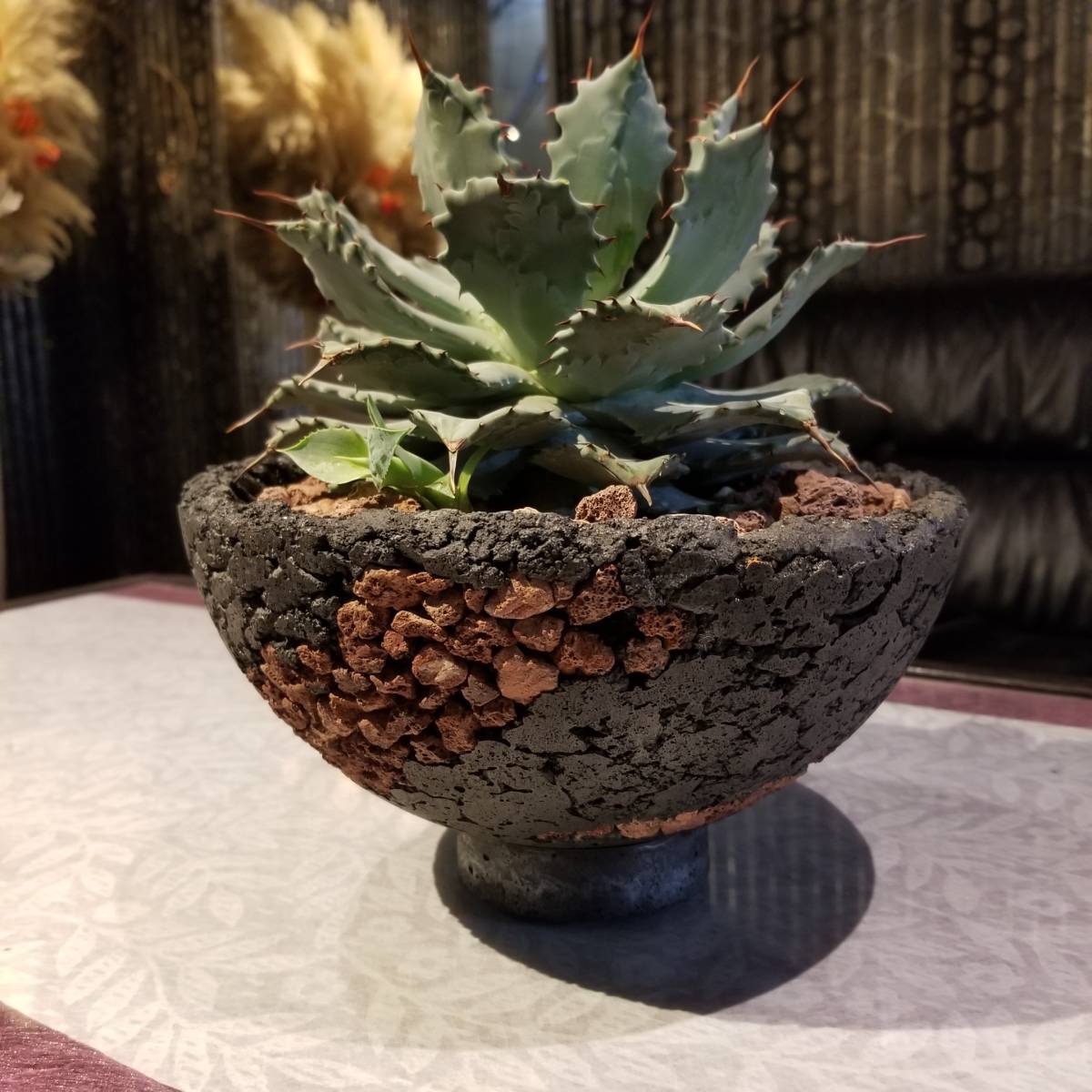 F1346 現物 超特価 鉢植えアガベ 雷神 (大)特大250mm 丸鉢
