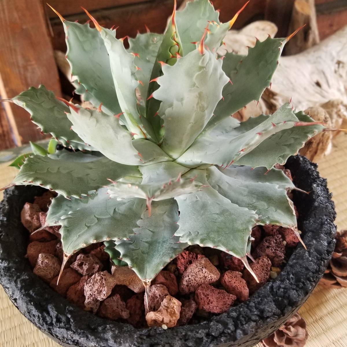 F1346 現物 超特価 鉢植えアガベ 雷神 (大)特大250mm 丸鉢