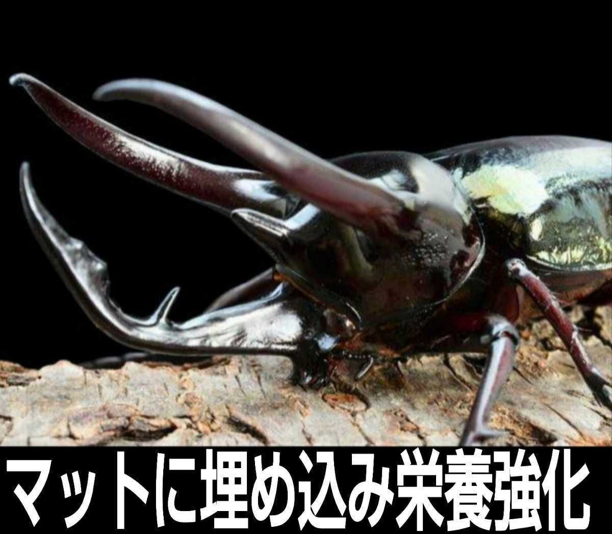 椎茸廃菌床2ブロック☆発酵マットに埋め込むと栄養強化になりカブト幼虫がサイズアップ！クワガタ幼虫の餌、産卵木の代わりに！クヌギ100％_画像7