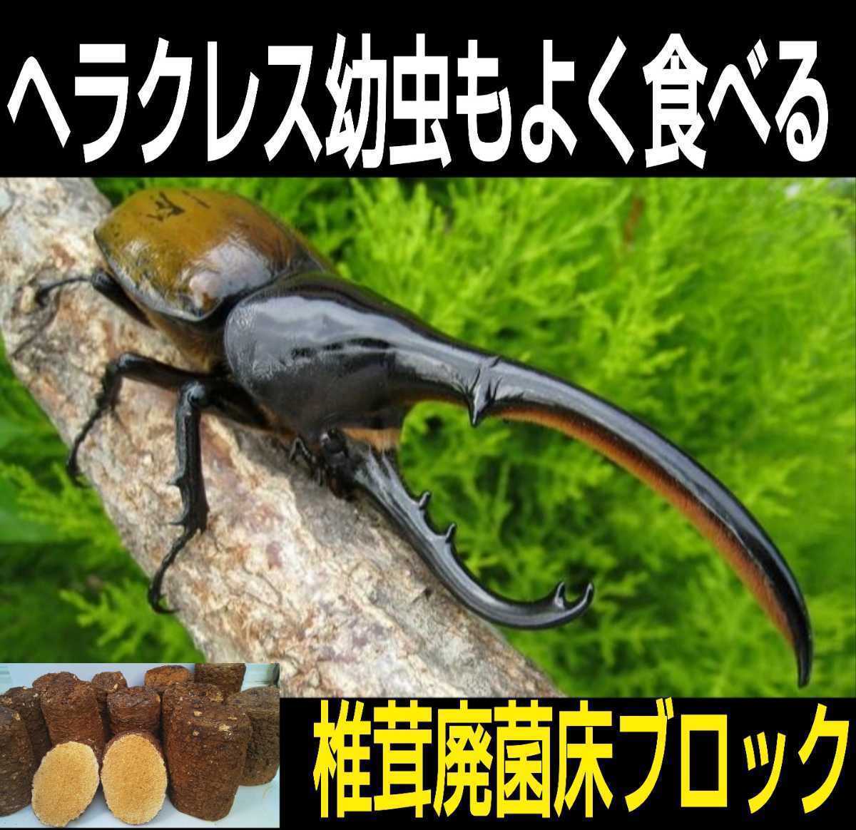 椎茸廃菌床2ブロック☆発酵マットに埋め込むと栄養強化になりカブト幼虫がサイズアップ！クワガタ幼虫の餌、産卵木の代わりに！クヌギ100％_画像5