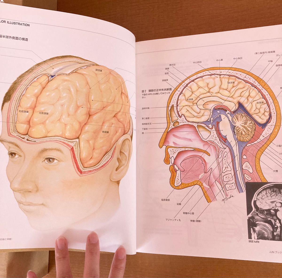 PayPayフリマ｜JJNブックス 絵でみる脳と神経(第3版) しくみと障害のメカニズム 医学書院