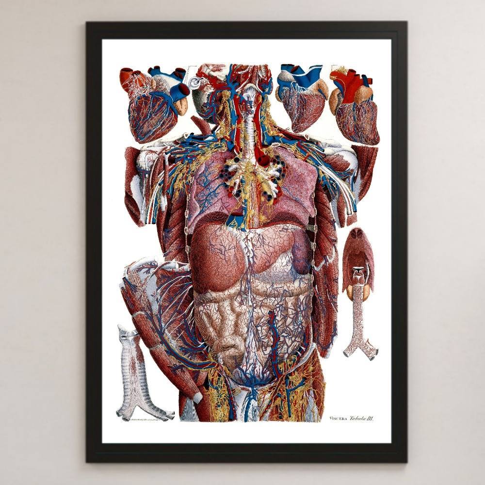ヤフオク 人間の動脈と静脈 人体解剖図 ビンテージイラス