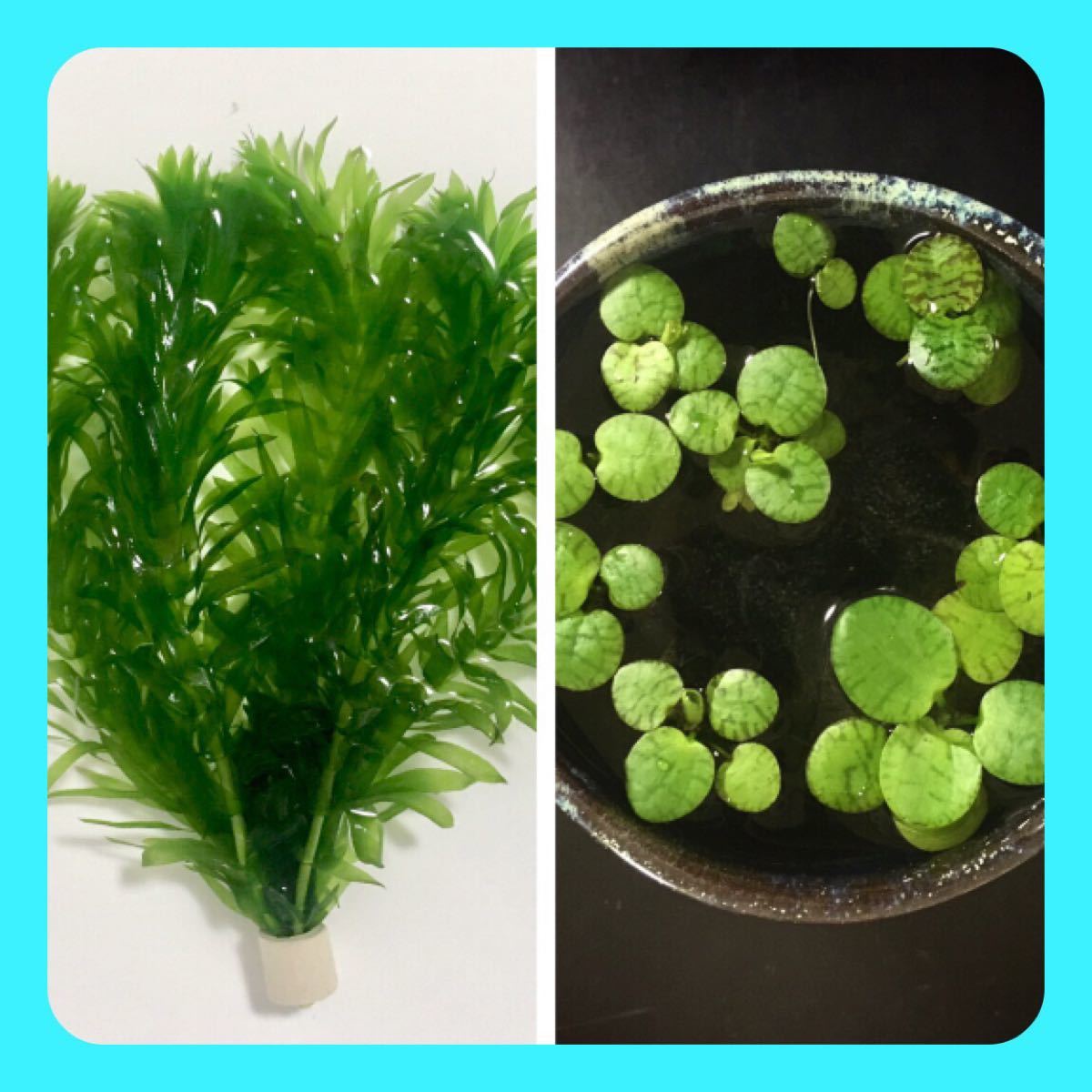 Paypayフリマ 浮草 アナカリス濾材リング結束 水草セット 天然無農薬 Paypayフリマ 浮草 アナカリス濾材リング結束 水草セット 天然無農薬