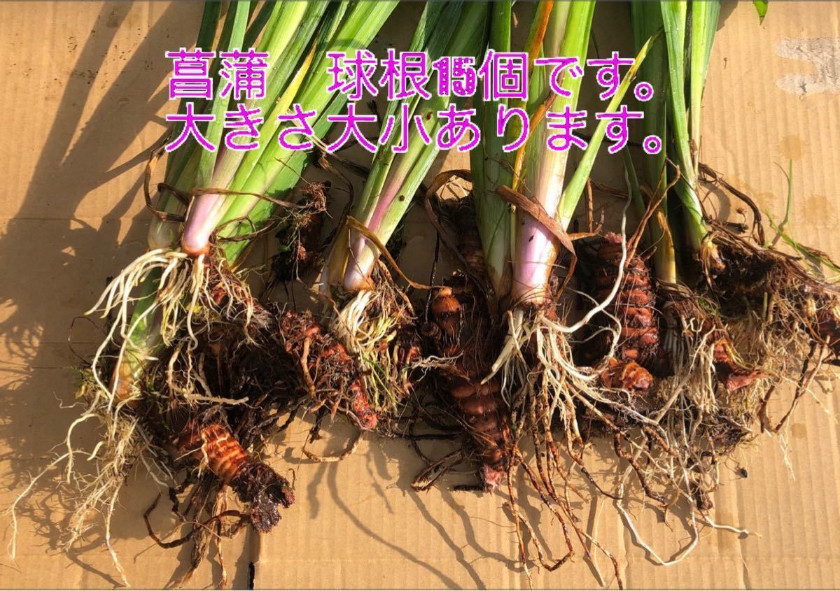 Paypayフリマ 菖蒲 球根 あやめ キショウブ 黄菖蒲 アヤメ科 アヤメ属 球根15個