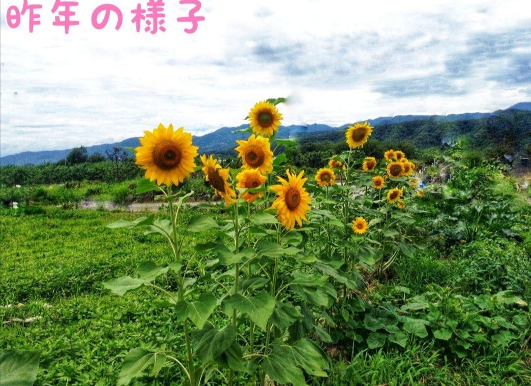 Paypayフリマ ひまわり2種類 小さい花のひまわりと大きくそだつひまわりの種セット Paypayフリマ ひまわり2種類 小さい花のひまわりと大きくそだつひまわりの種セット
