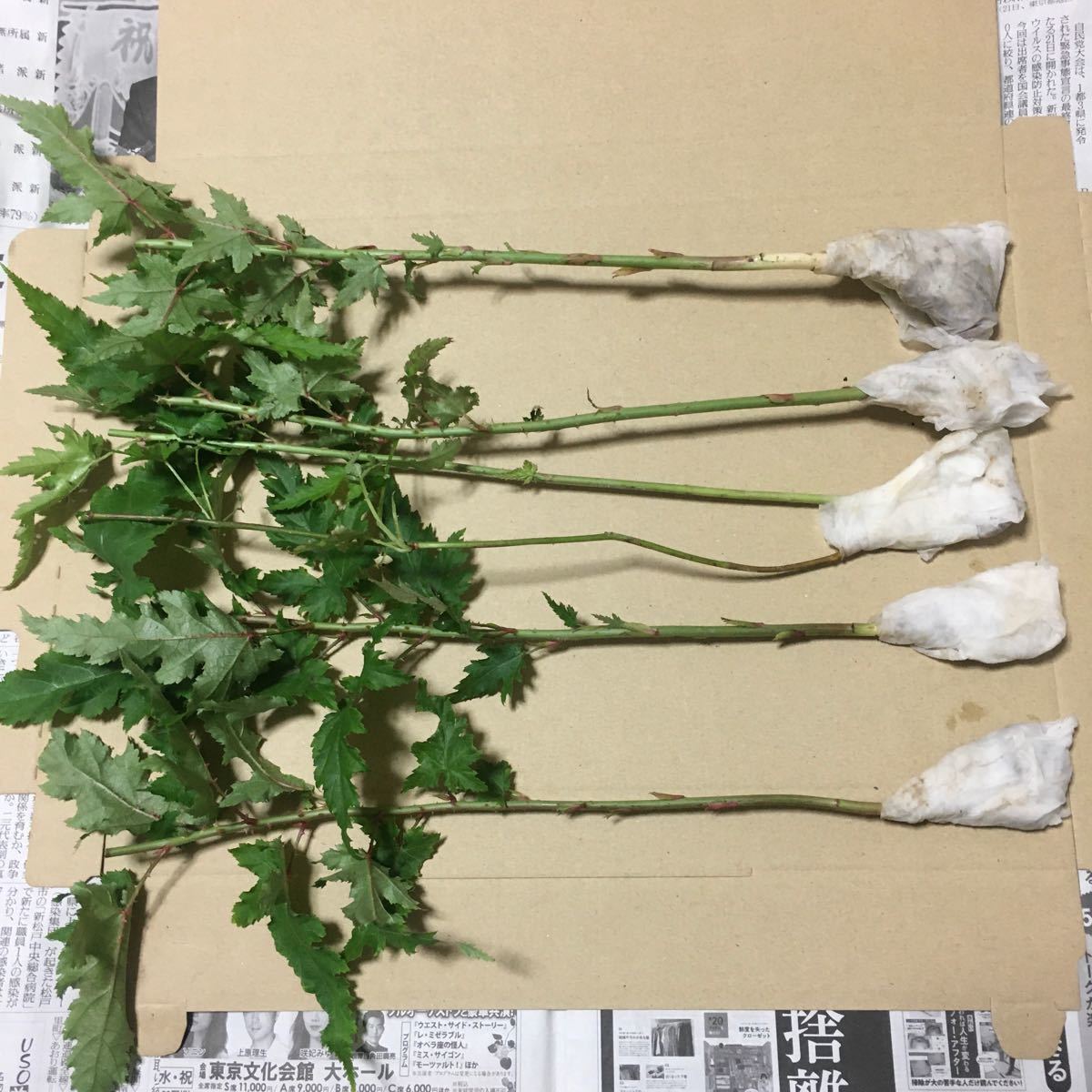木苺苗4種類8株セット 3300円→2480円 紅葉苺・草苺・苗代苺・苦 木苺苗4種類8株セット 3300円→2480円 紅葉苺・草苺・苗代苺・苦