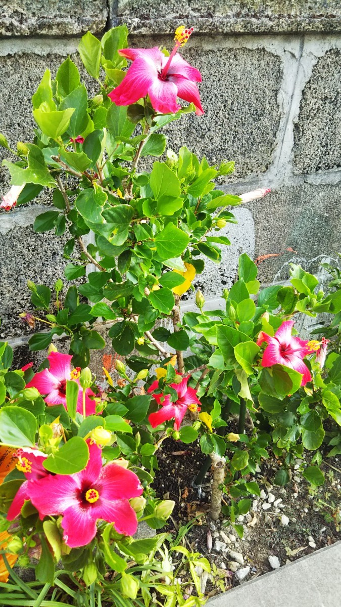 Paypayフリマ 沖縄発送 写真の花の分けた挿し木を送ります ハイビスカスの挿し木 1本 Paypayフリマ 沖縄発送 写真の花の分けた挿し木を送ります ハイビスカスの挿し木 1本