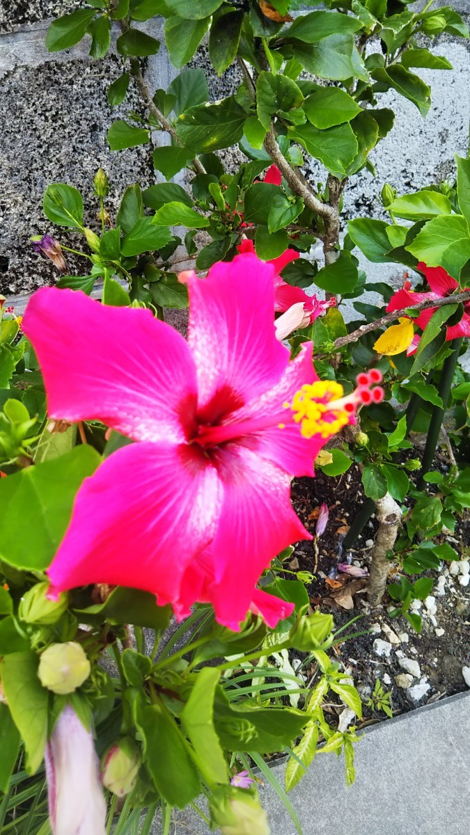 Paypayフリマ 沖縄発送 写真の花の分けた挿し木を送ります ハイビスカスの挿し木 1本 Paypayフリマ 沖縄発送 写真の花の分けた挿し木を送ります ハイビスカスの挿し木 1本