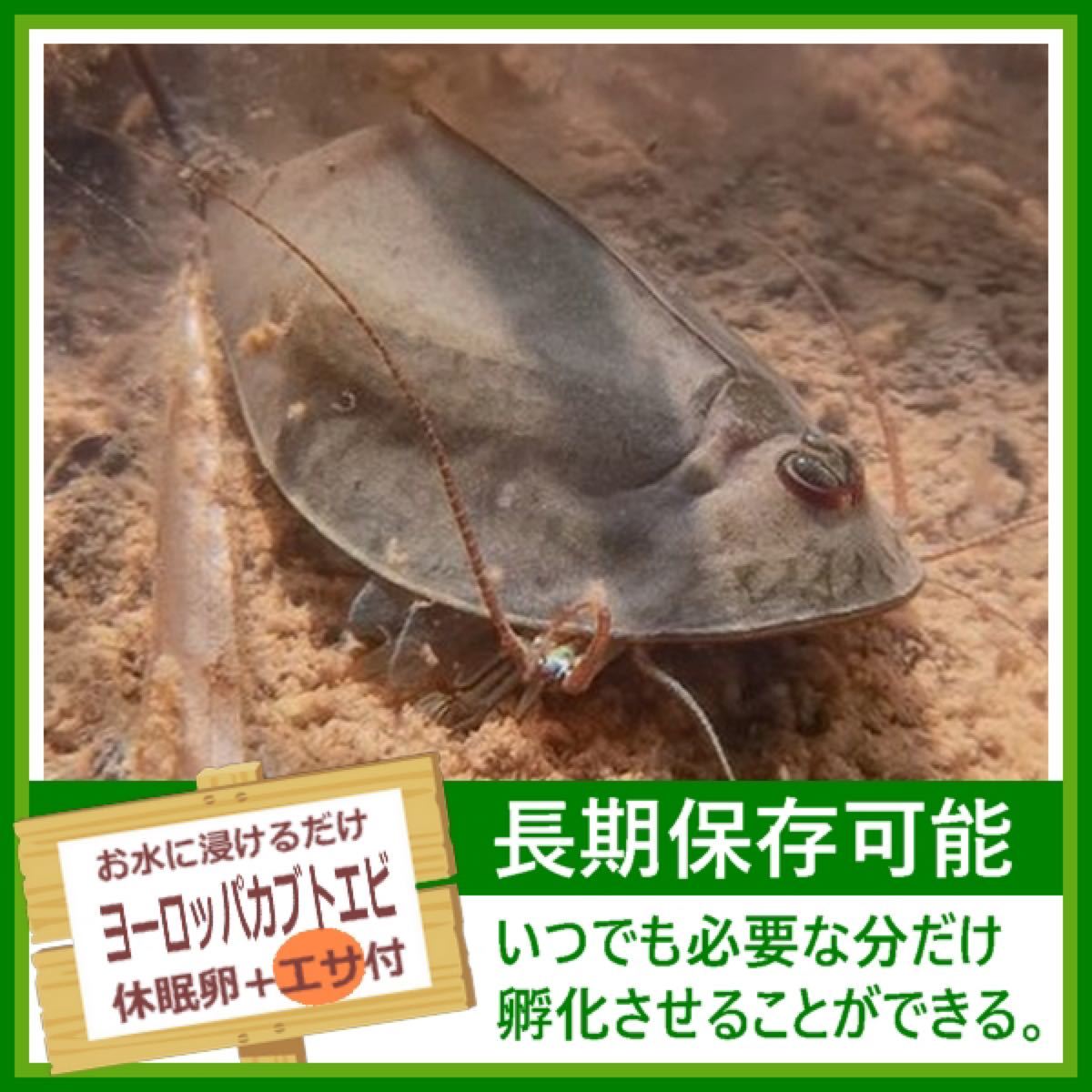 Paypayフリマ 淡水 ヨーロッパカブトエビの卵 餌付き Paypayフリマ 淡水 ヨーロッパカブトエビの卵 餌付き