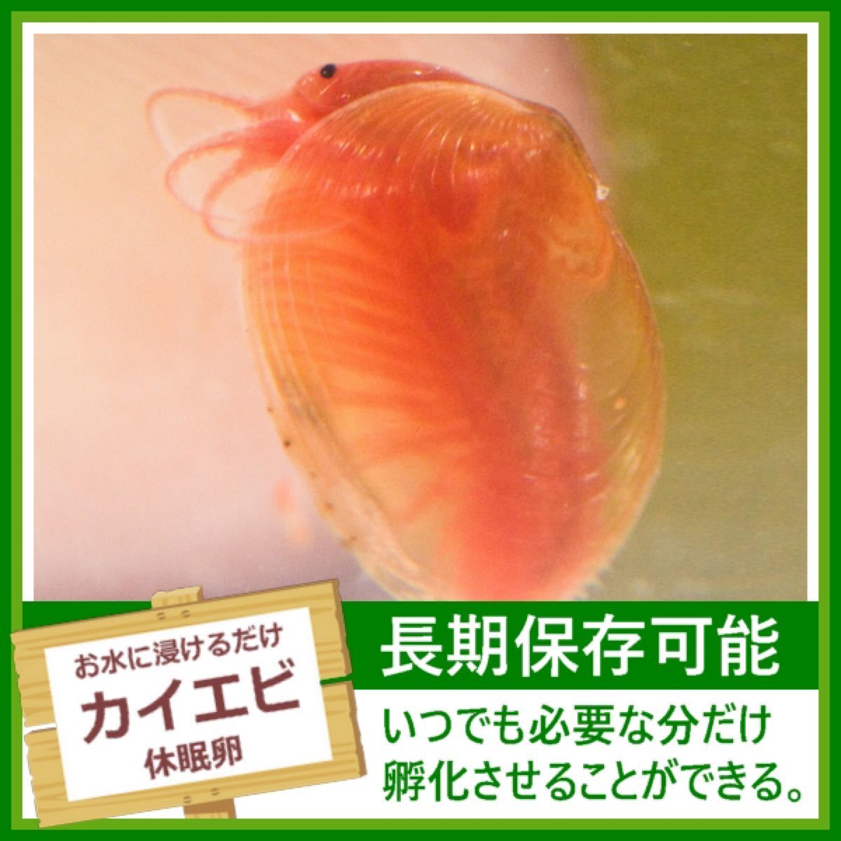 Paypayフリマ たっぷり カイエビの卵 Paypayフリマ たっぷり カイエビの卵