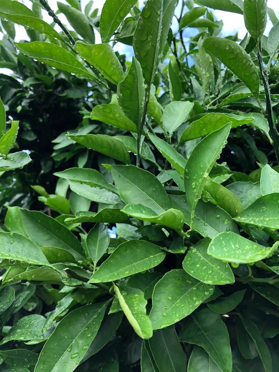 夏みかんの葉 80枚 葉 アゲハ 虫 餌 みかん 葉