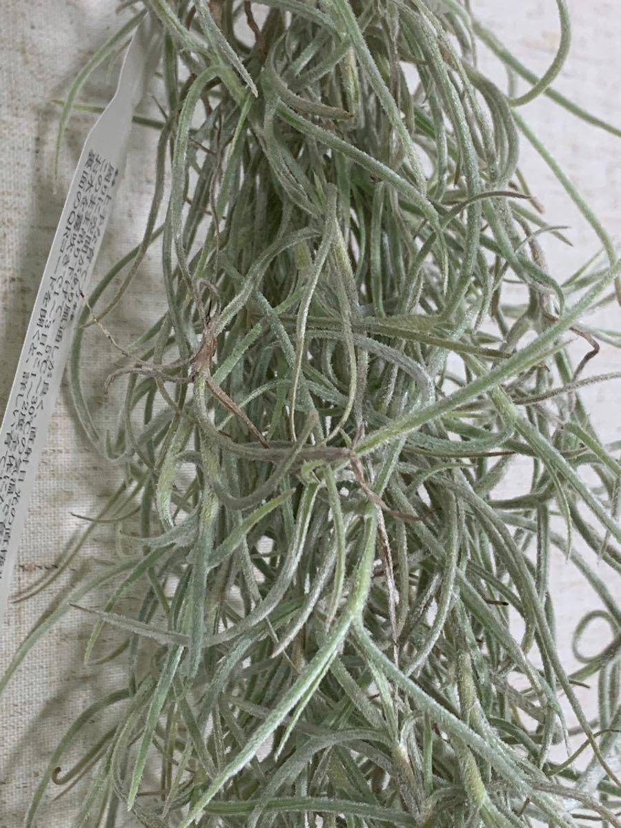 【国内栽培(増殖) 】スパニッシュモス　太葉　55g以上　60cm以上　1束