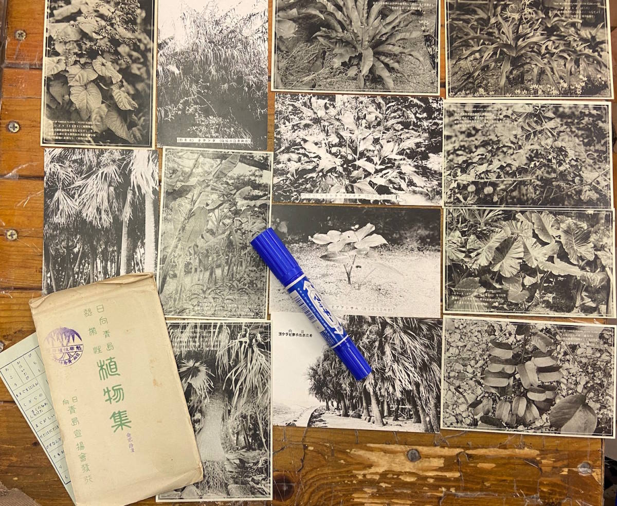 ★戦前絵葉書 古写真 植物資料★袋付/13枚★宮崎 日向★青島自生熱帯性植物園 植物集★付近略地図 園内略図付き★大正後期～昭和初期_画像1