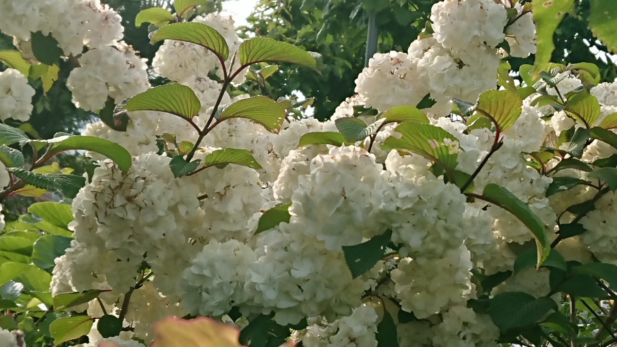 Paypayフリマ オオデマリ あじさいに似た白い大輪の花が枝に連なって咲く 挿し木用枝8本まとめて