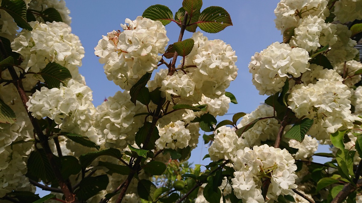 Paypayフリマ オオデマリ あじさいに似た白い大輪の花が枝に連なって咲く 挿し木用枝8本まとめて