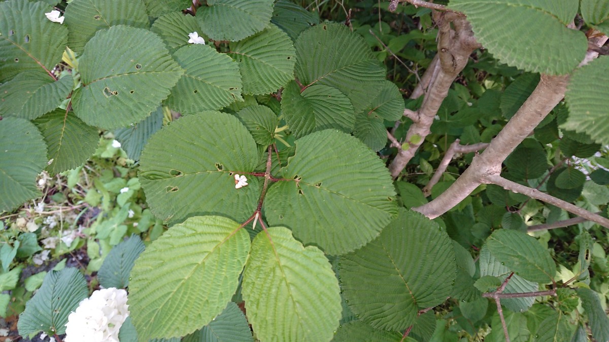 Paypayフリマ オオデマリ あじさいに似た白い大輪の花が枝に連なって咲く 挿し木用枝8本まとめて