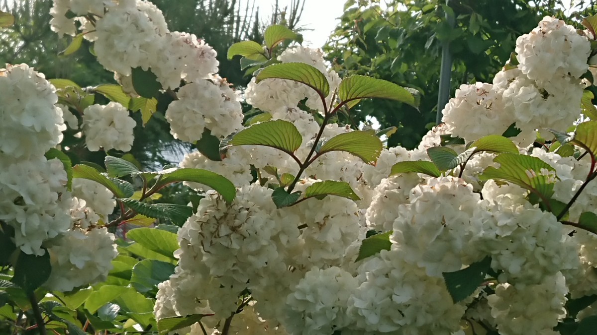 Paypayフリマ オオデマリ あじさいに似た白い大輪の花が枝に連なって咲く 挿し木用枝8本まとめて