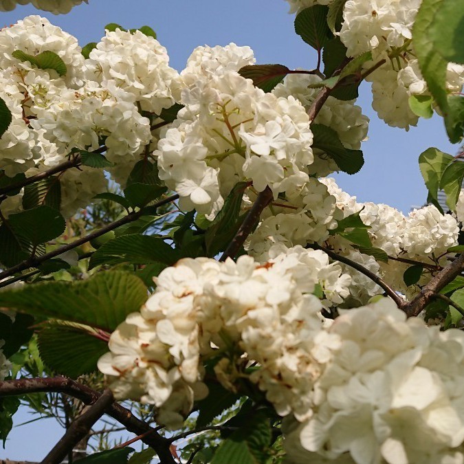 Paypayフリマ オオデマリ あじさいに似た白い大輪の花が枝に連なって咲く 挿し木用枝8本まとめて