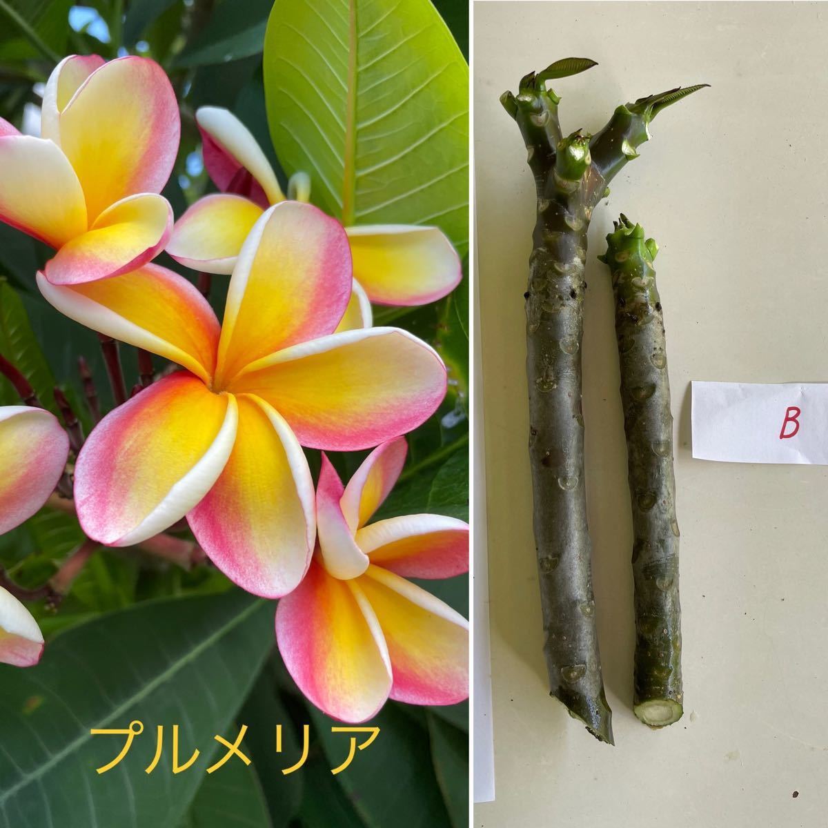 Paypayフリマ プルメリアの挿し木用枝 三股有り1本を含む 2本セット 黄色 ピンク系花 B