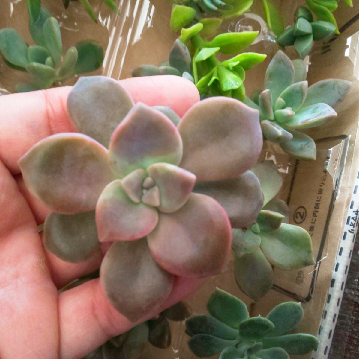 カット苗 多肉植物 卵パックを広げて詰め込み 多品種 レアあり カット苗 多肉植物 卵パックを広げて詰め込み 多品種 レアあり