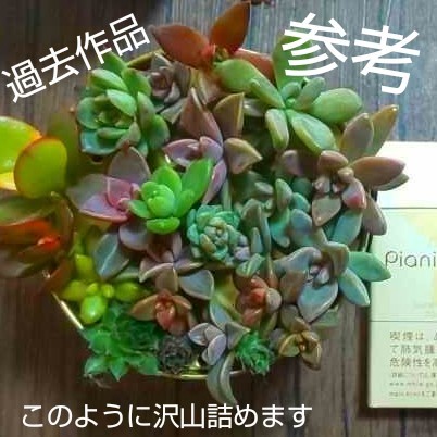 カット苗 多肉植物 卵パックを広げて詰め込み 多品種 レアあり カット苗 多肉植物 卵パックを広げて詰め込み 多品種 レアあり