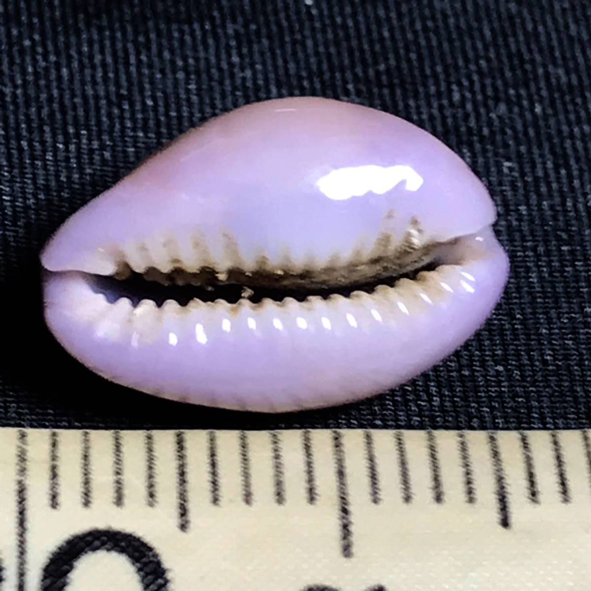 紫花宝螺　Naria poraria・３（貝殻標本）_画像5