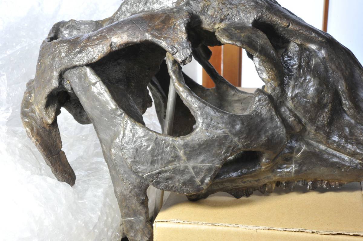 ◆価格改定前最終出品◆恐竜 ハドロサウルスの頭骨 73892_画像4