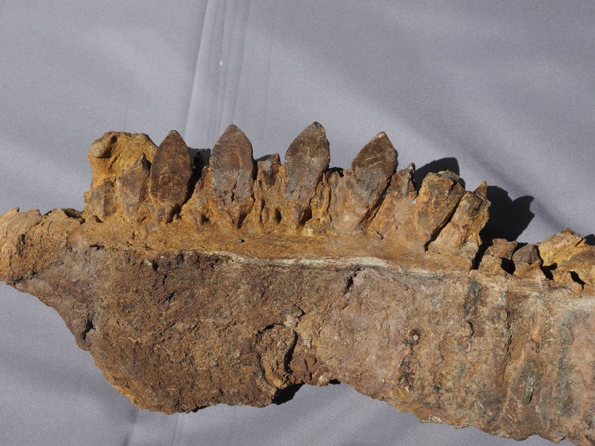 恐竜 トリケラトプスの顎(Triceratops) 歯つき #6d010