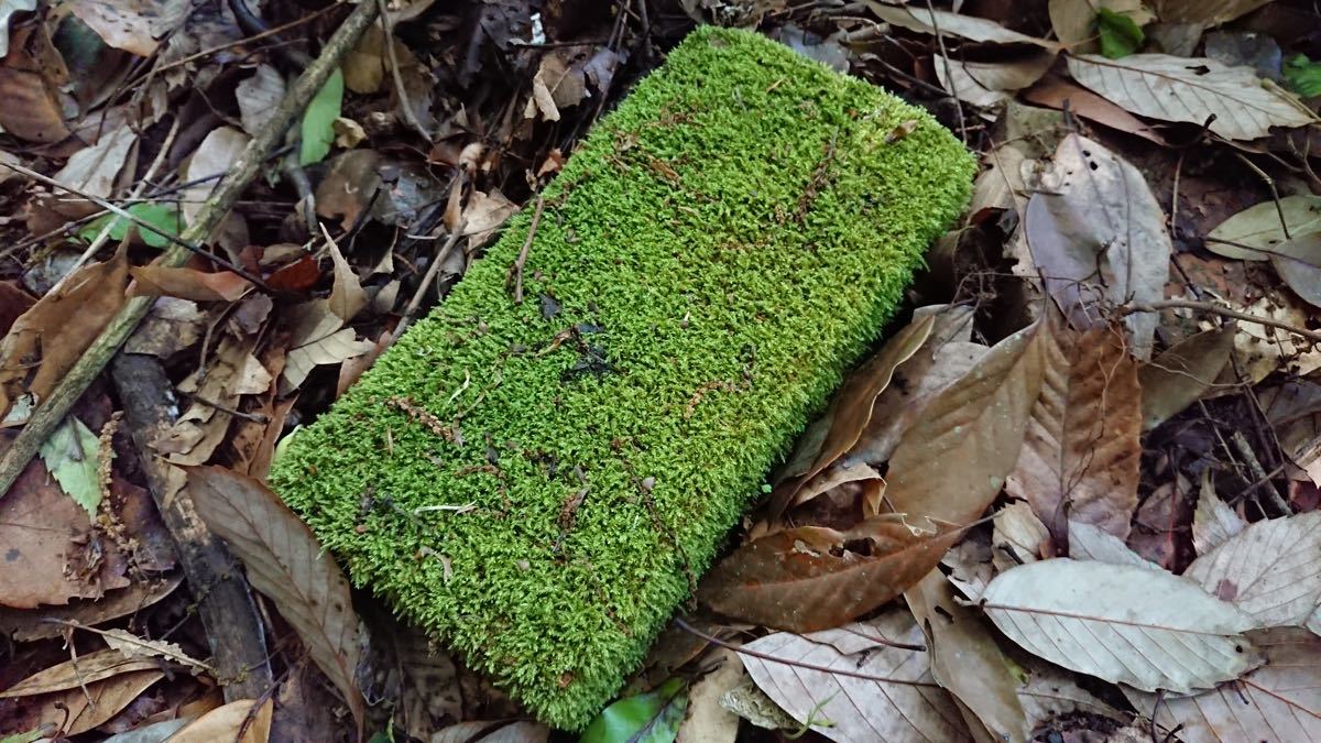 Paypayフリマ 苔レンガ Paypayフリマ 苔レンガ