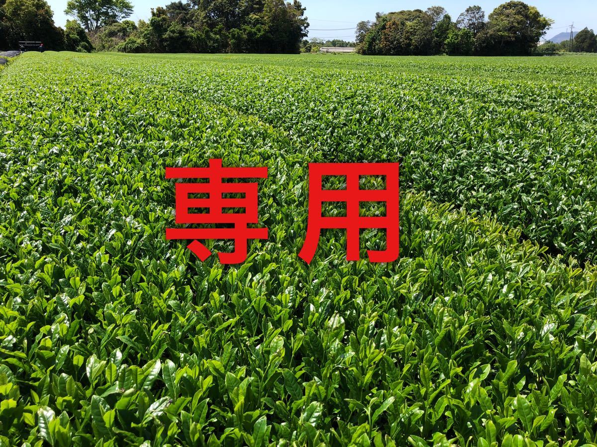 フタなし急須　深蒸し茶100g