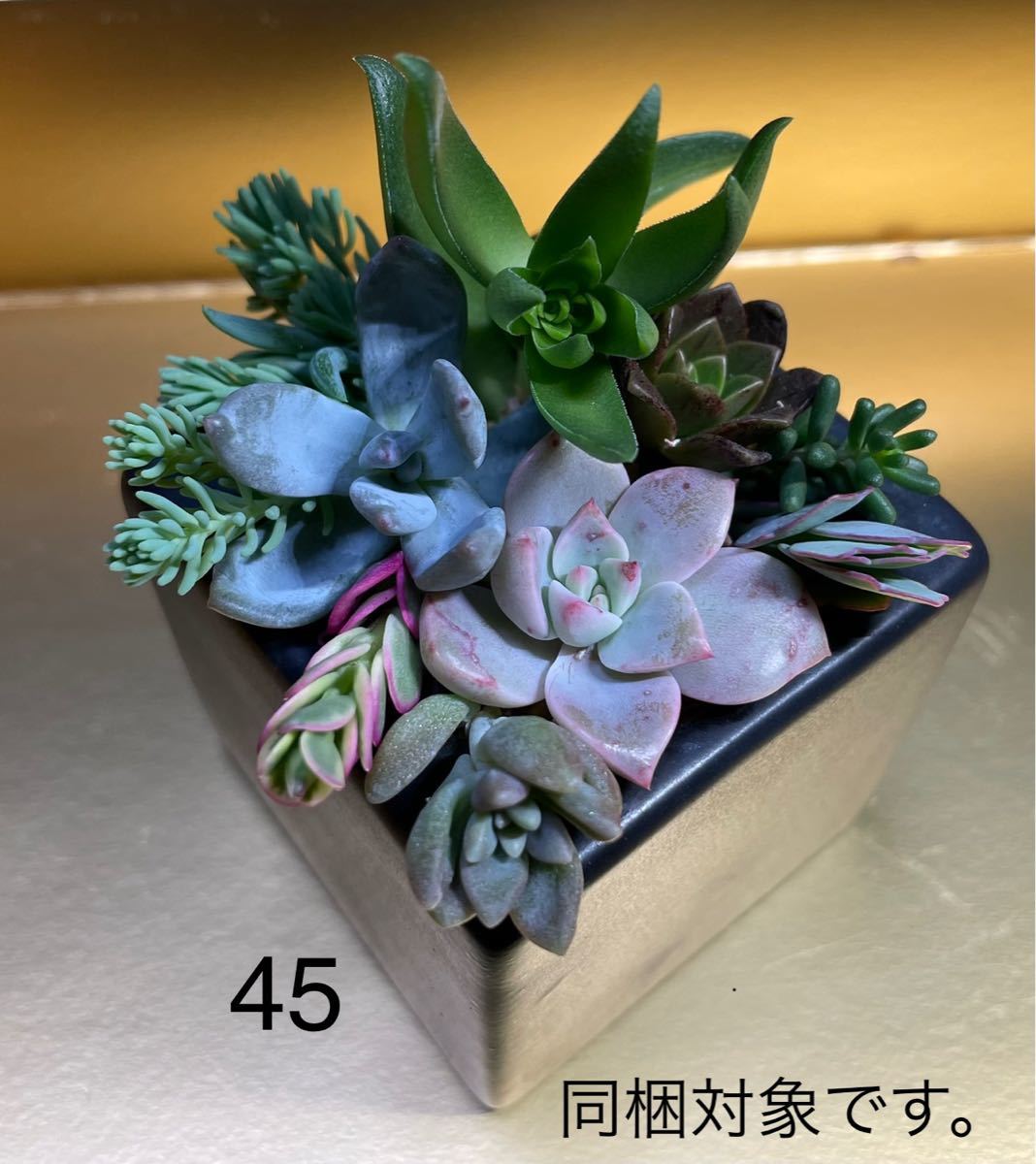 Paypayフリマ 多肉植物 カット苗 寄せ植え 45 Paypayフリマ 多肉植物 カット苗 寄せ植え 45