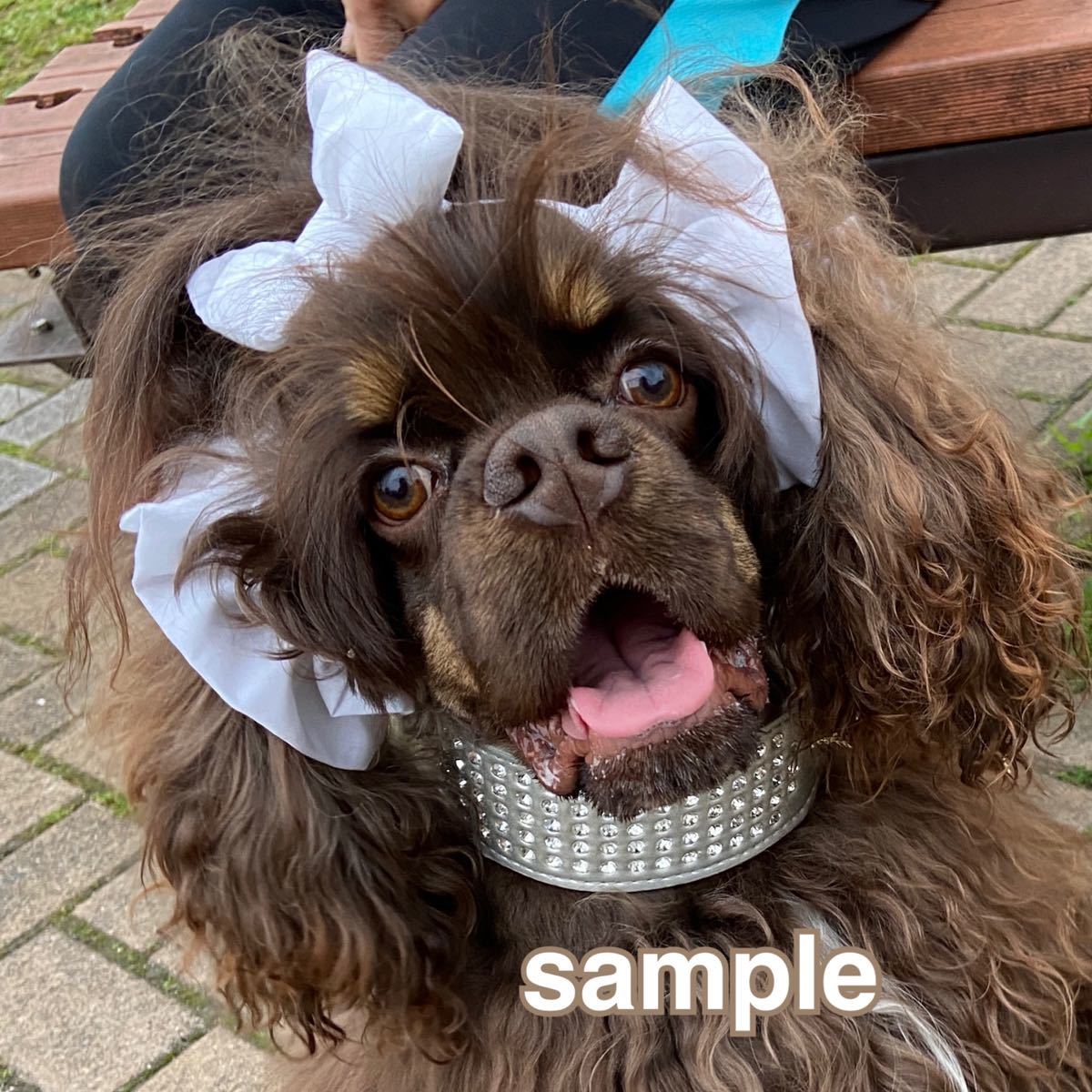 Paypayフリマ 犬用 イヤーシュシュ スヌード ヘアバンド Paypayフリマ 犬用 イヤーシュシュ スヌード ヘアバンド