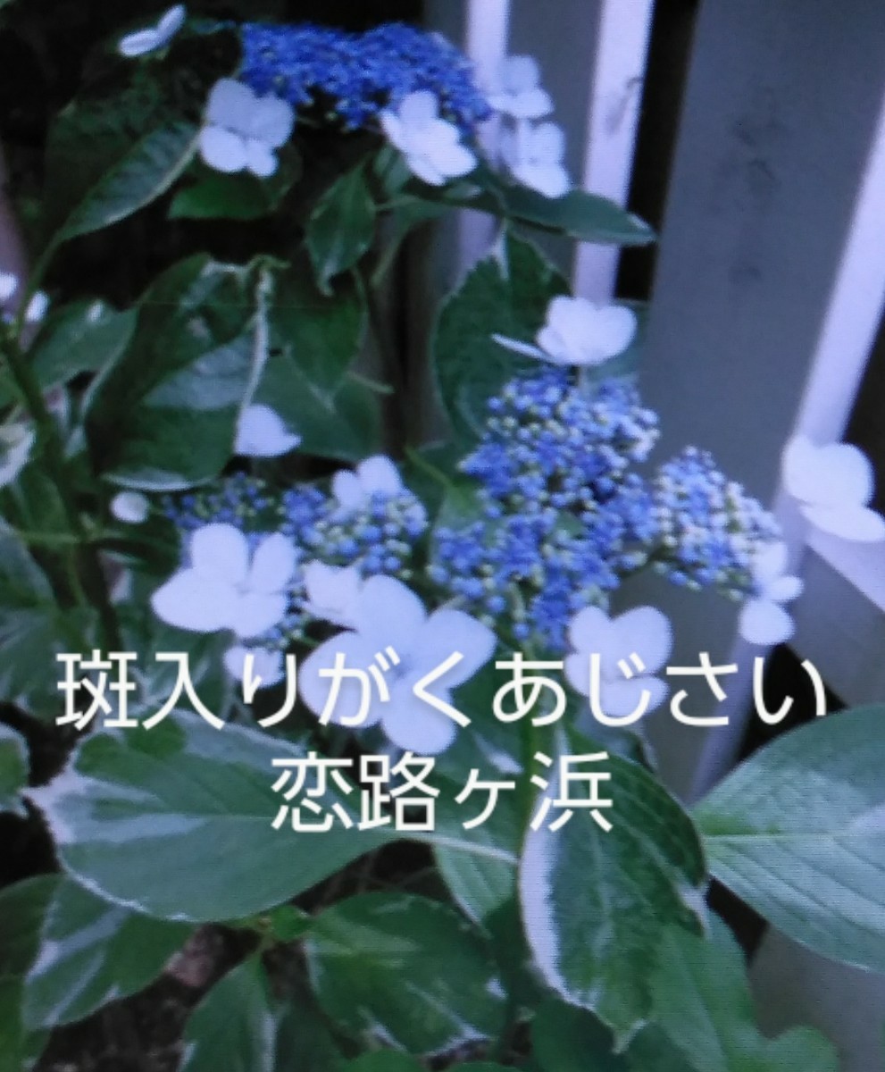 Paypayフリマ アジサイ挿し穂セット Paypayフリマ アジサイ挿し穂セット