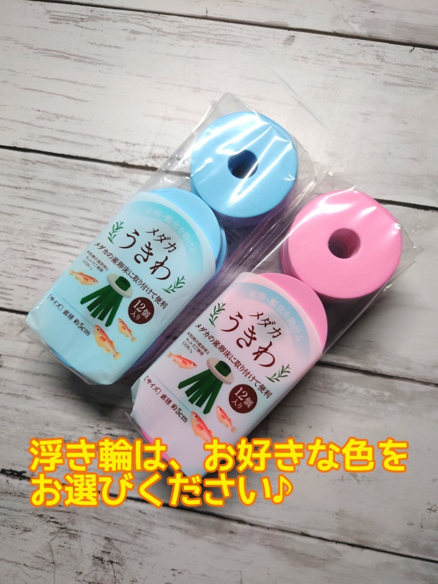 Paypayフリマ メダカ めだか 産卵床 簡単自作キット 12セット 爆産卵確実です Paypayフリマ メダカ めだか 産卵床 簡単自作キット 12セット 爆産卵確実です