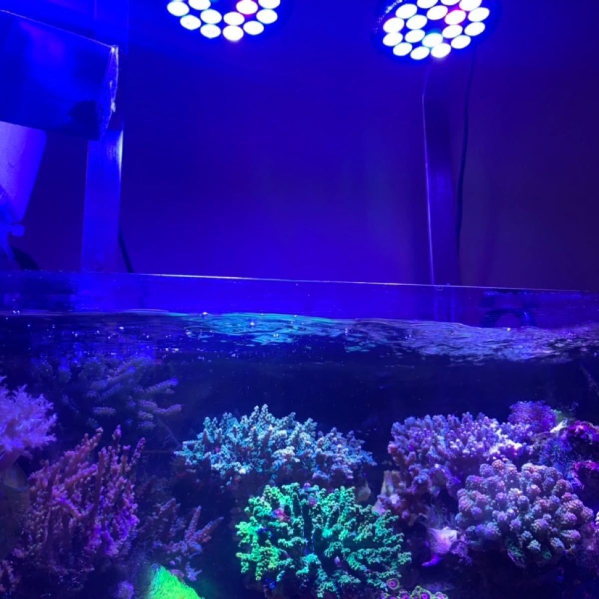 超目玉 期間限定 Ab海水水槽 サンゴライト54w 高輝度プリズムled2個 ライトクリップ2個 保証書付 Www Globaldentalcentre Org 超目玉 期間限定 Ab海水水槽 サンゴライト54w 高輝度プリズムled2個 ライトクリップ2個 保証書付 Www Globaldentalcentre Org