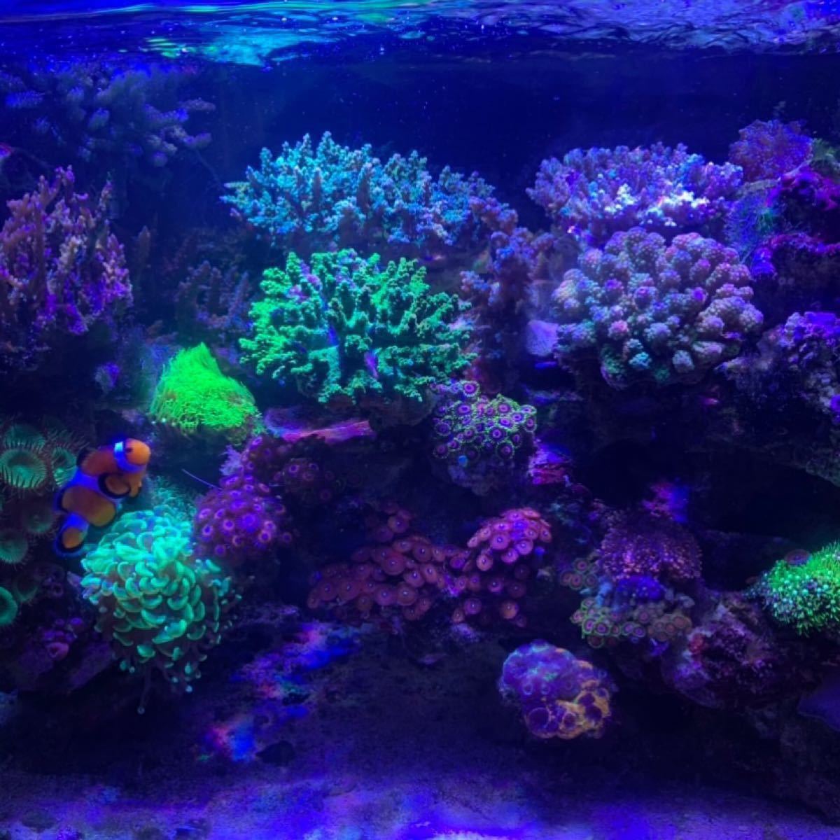 訳ありセール 格安 Ab海水サンゴ水槽アクアリウムライト54w高輝度プリズム2個 ライトアーム2個 魚用品 水草 Feonnaaherbals Com 訳ありセール 格安 Ab海水サンゴ水槽アクアリウムライト54w高輝度プリズム2個 ライトアーム2個 魚用品 水草 Feonnaaherbals Com