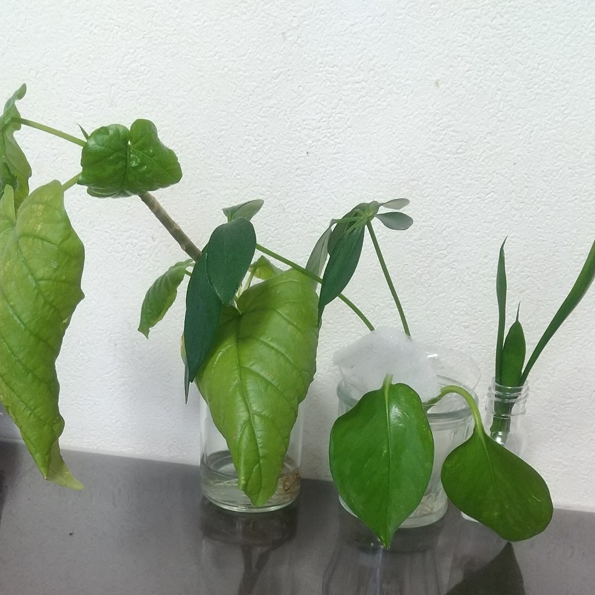 観葉植物ミニミニセット4種類
