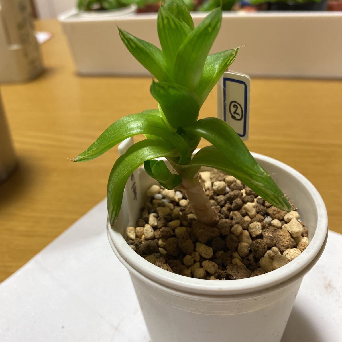 ヤフオク 多肉植物 ハオルチア 京の華 抜き苗 1本 ヤフオク 多肉植物 ハオルチア 京の華 抜き苗 1本