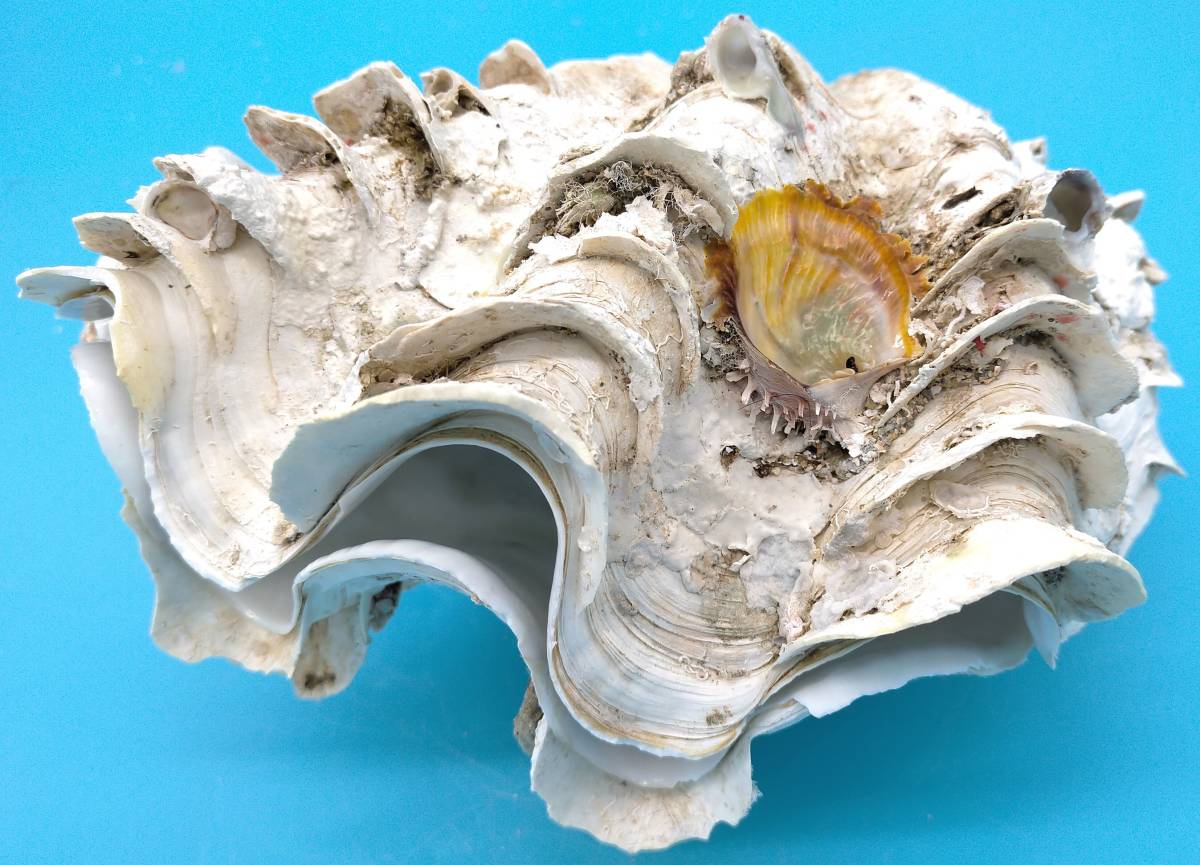 沖縄県名護 プチ珊瑚付ねじれシャコガイ 21cm 1.900g 2021年5月 沖縄県名護 プチ珊瑚付ねじれシャコガイ 21cm 1.900g 2021年5月