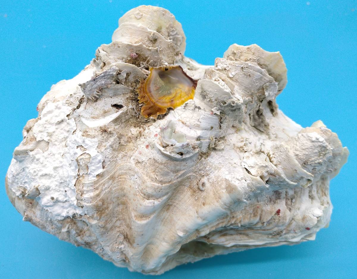 沖縄県名護 プチ珊瑚付ねじれシャコガイ 21cm 1.900g 2021年5月 沖縄県名護 プチ珊瑚付ねじれシャコガイ 21cm 1.900g 2021年5月