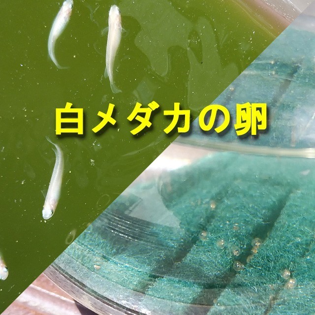 Paypayフリマ 白メダカの卵 30 40個程度 針子用エサ 全滅補償付き Paypayフリマ 白メダカの卵 30 40個程度 針子用エサ 全滅補償付き