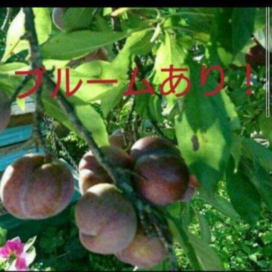 2 鹿児島県産 完全無農薬 イグリ すもも 約1キロ｜Yahoo!フリマ