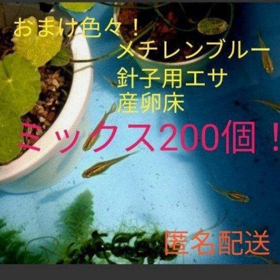 Paypayフリマ １６ ミックス0個 30個 メダカ卵 ポスト投函 おまけ メチレンブルー 産卵床 スポイト 針子用エサ