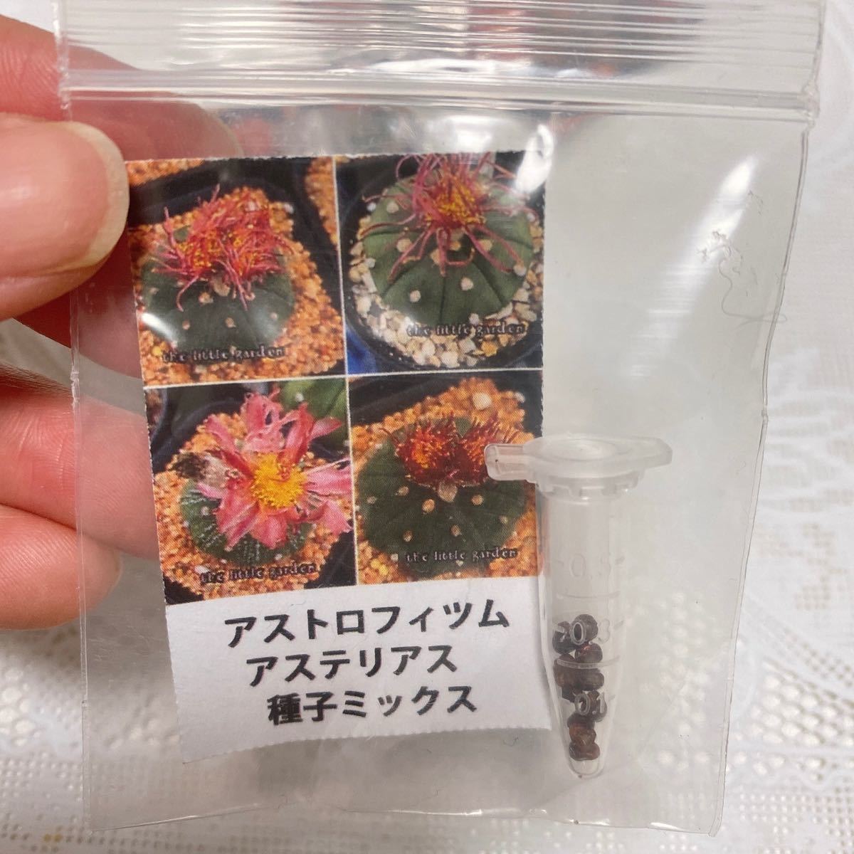 10粒 琉璃赤花昭和兜 種子 サホテン科 アストロフィツム属 10粒 琉璃赤花昭和兜 種子 サホテン科 アストロフィツム属