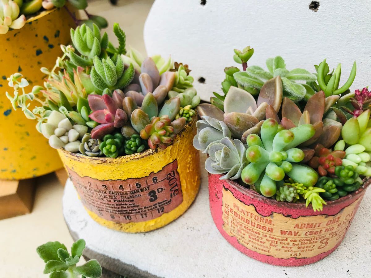 Paypayフリマ 多肉植物寄せ植えスターターセット カット苗 リメ缶2種 配合土6種 土なし販売可 Paypayフリマ 多肉植物寄せ植えスターターセット カット苗 リメ缶2種 配合土6種 土なし販売可