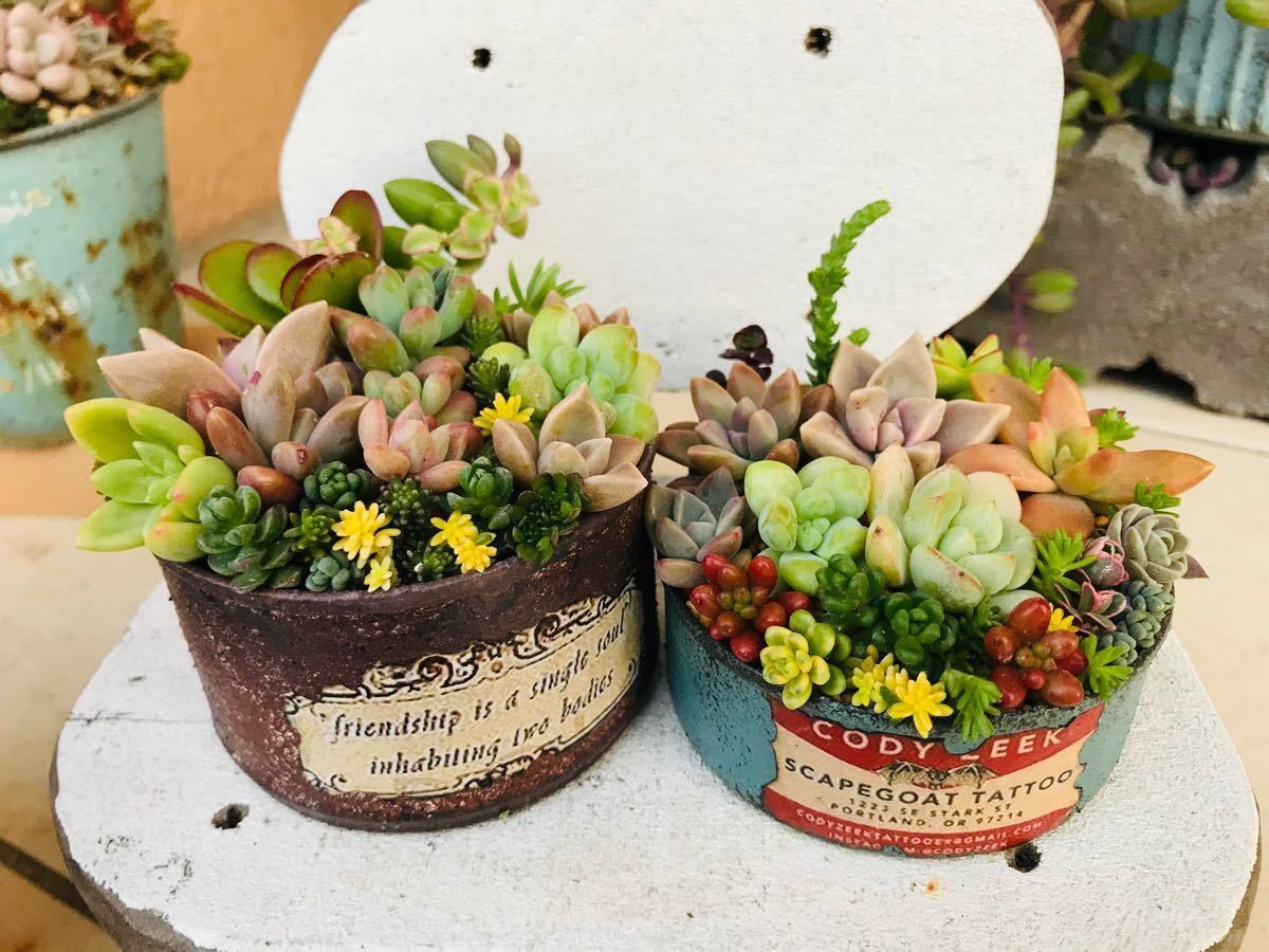 Paypayフリマ 多肉植物寄せ植えスターターセット カット苗 リメ缶2種 配合土6種 土なし販売可 Paypayフリマ 多肉植物寄せ植えスターターセット カット苗 リメ缶2種 配合土6種 土なし販売可
