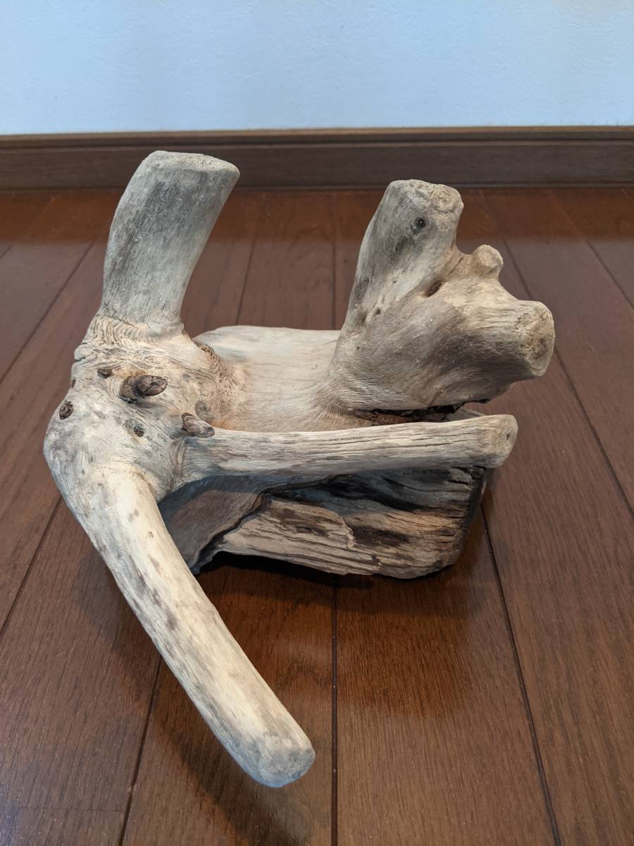 天然流木 水槽 1点物 アクアリウム オブジェ アート 26 18 18cm 大和川河口 爬虫類 インテリア 大型 魚 隠れ家 天然流木 水槽 1点物 アクアリウム オブジェ アート 26 18 18cm 大和川河口 爬虫類 インテリア 大型 魚 隠れ家