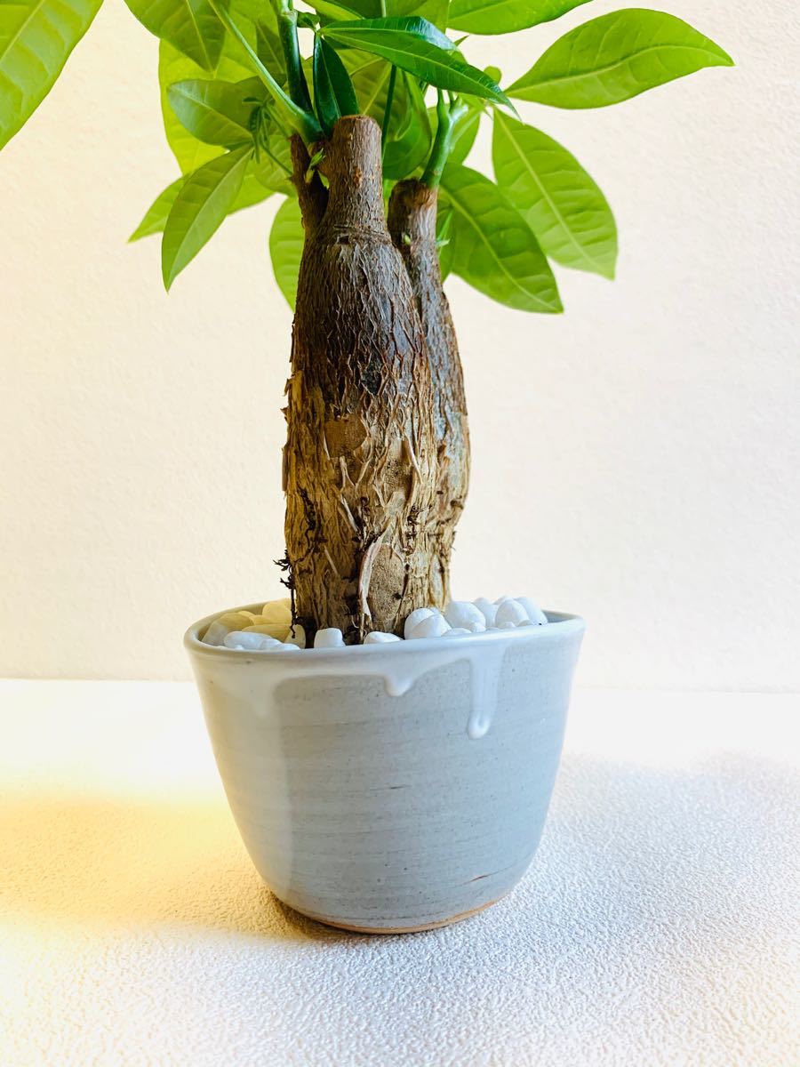 ハイドロカルチャー　パキラ　小石原焼　陶器　観葉植物　