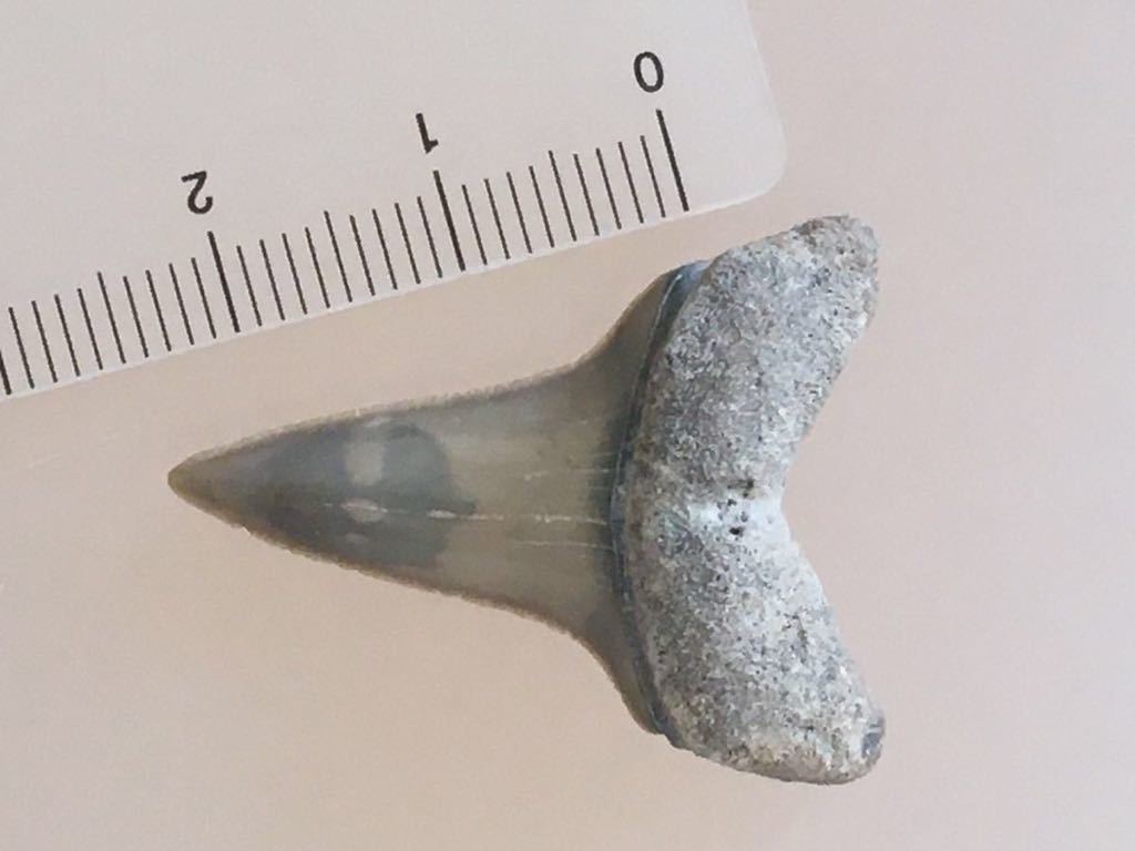 サメの歯　イスルス　化石　#546 アオザメ　バージニア　サメ　鮫　歯_画像5